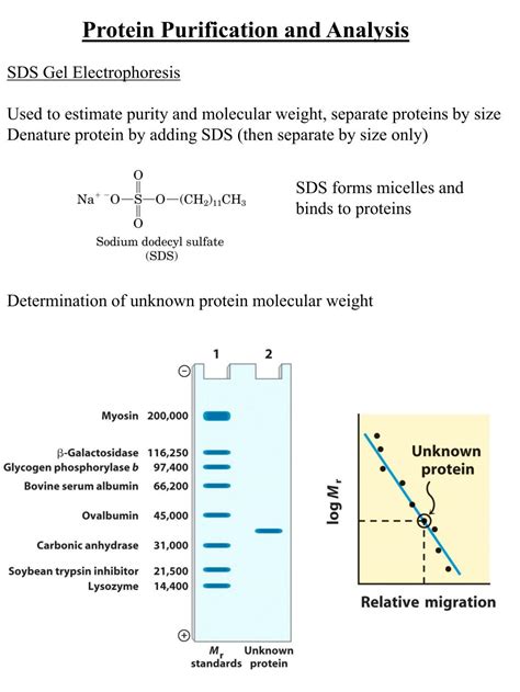 Ppt Protein Purification And Analysis Powerpoint Presentation Free