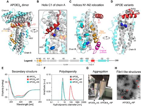 Structural Determinants Of APOE Self Association A The Model Of