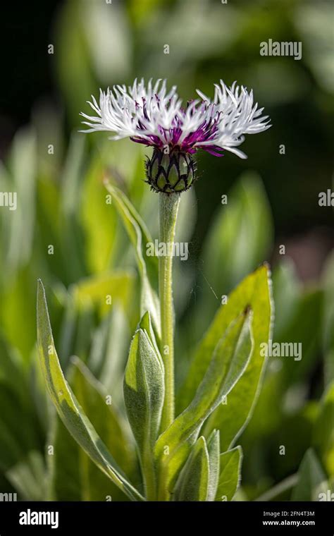 Centaurea Montana Purple Hi Res Stock Photography And Images Alamy