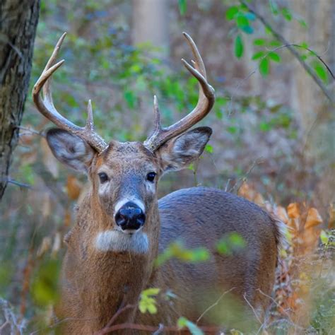 Buck Whitetail Deer Stock Photo By ©brm1949 1989359