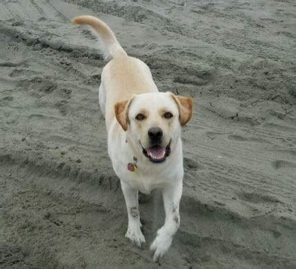 ADOPTED – Molly – Goldador (Labrador Retriever Golden Retriever Mix ...