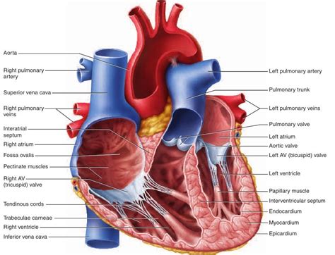 Posterior Heart Diagram Posterior Heart Model Labeled Parts