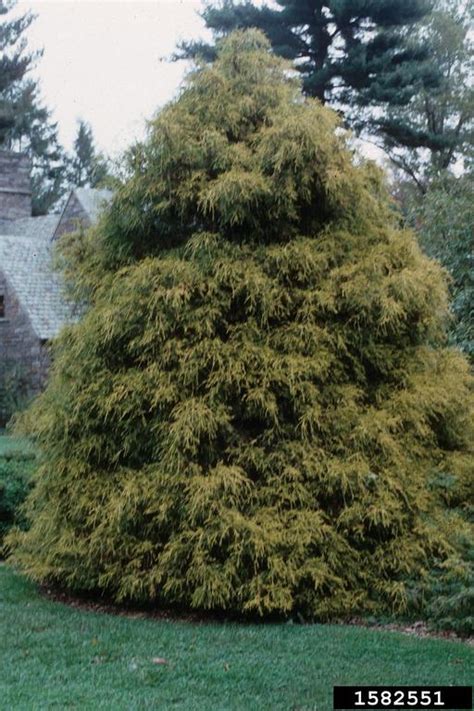 Japanese Falsecypress Chamaecyparis Pisifera