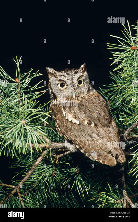 Eastern Screech Owl Otus Asio Gray Morph Phase Screech Owls Come In