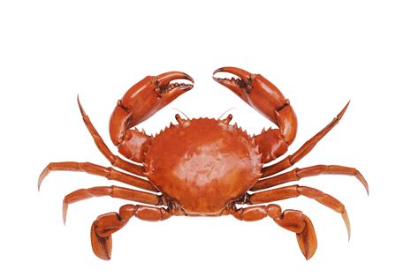 Crabs clipart seafood restaurant, Crabs seafood restaurant Transparent FREE for download on ...