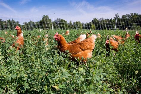 How To Design A Chicken Garden Sample Free Range Garden Plans Aosom