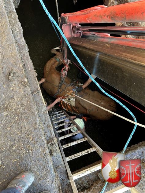 Tierische Rettung Kuh St Rzte In G Llegrube In Minuten Nachrichten