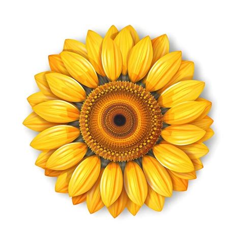 Premium AI Image | A sunflower on a white background