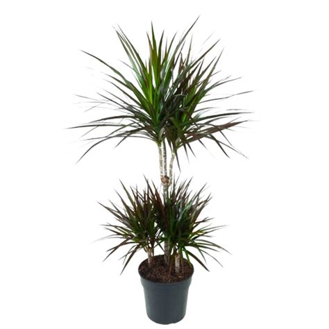 Dracaena Magenta 45 Carrousel Pot De 21 Cm Coclicoh