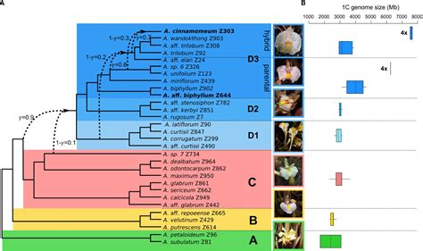 Frontiers Ancient Hybridization And Repetitive Element Proliferation