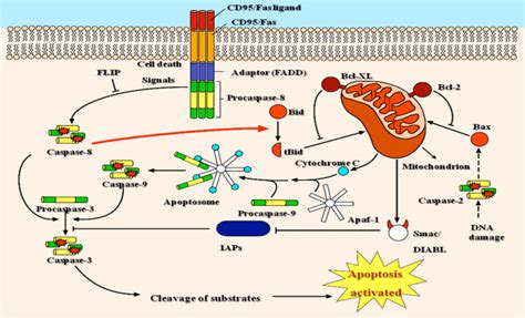 Pathways Of Apoptosis Signal Transduction The Apoptotic Signal Is