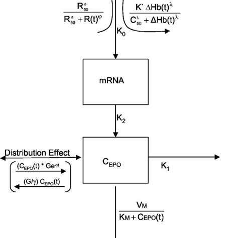 Summary Of PK PD Parameters Estimated From Fitting The Model Equations