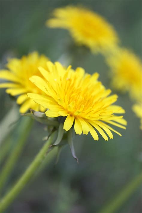 Sonchus Oleraceus, Weed | free photos | UIHere