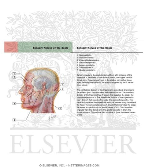 Face and Scalp: Cutaneous Nerves