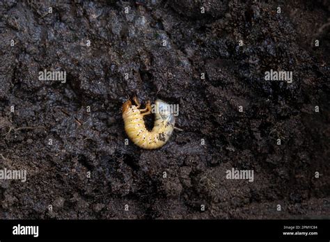 Larva Of The Underground Pest Of The Vegetable Garden Mole Cricket