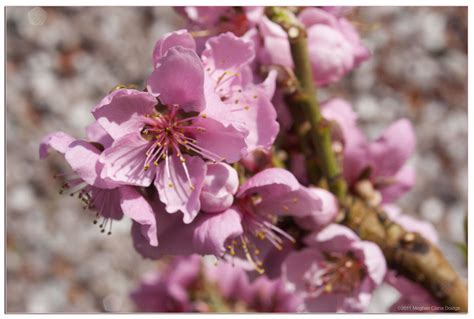 Nectarine Tree in Bloom – Made by Meghan