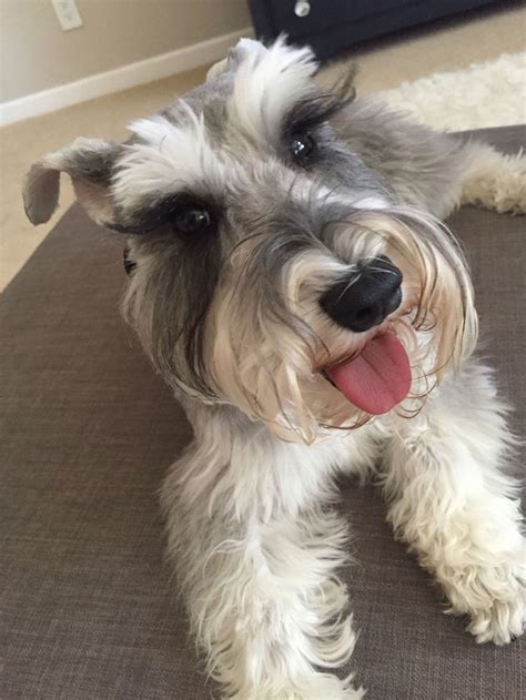 12 Signs You Are A Crazy Schnauzer Person