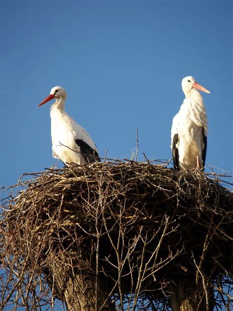 Ooievaar In Het Nest Op Een Oud Huis Ooievaarsnest Op Het Dak Van Een