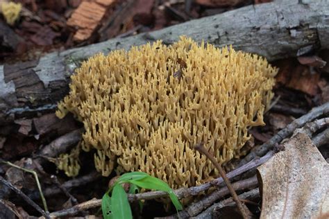 Ramaria Stricta Western Pennsylvania Mushroom Club