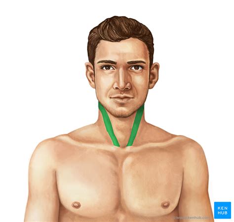 Cephalic Anterior Surface Anatomy Diagram Quizlet