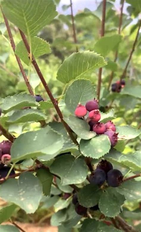 Juneberry tree ( Amelancheir arborea ) | Local Food Connect