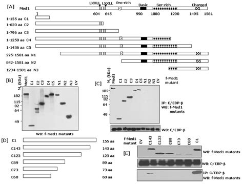 Fig S3 Identification of the C EBP β binding domain of Med1 Several