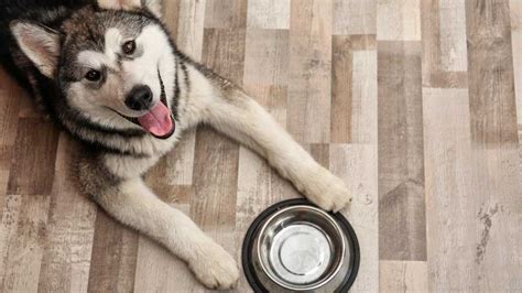 Cu L Es La Alimentaci N Correcta Para Perros