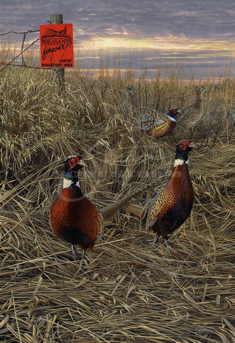 Fenceline Gathering — Scot Storm Wildlife Art