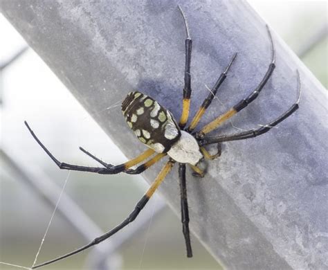 Garden Spider Texas Garden