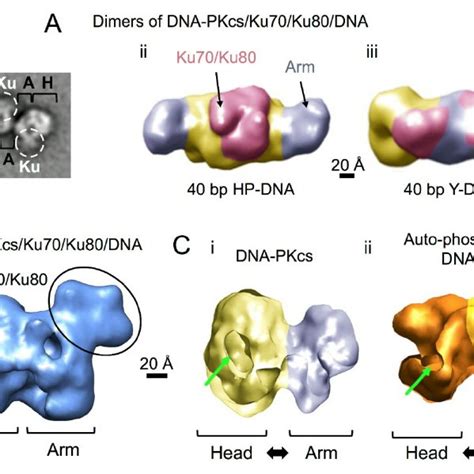 The Structure Of Dna Pkcs A D Structure Of Dna Pkcs At