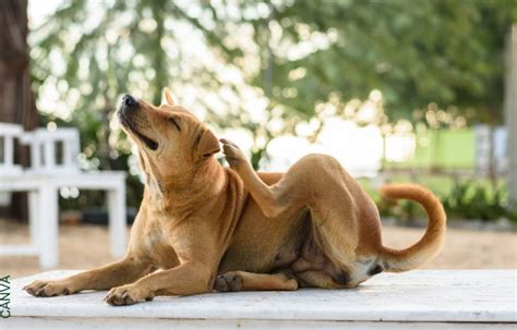 Mi Perro Se Rasca Mucho Remedios Caseros Que Pueden Aliviarlo Candela