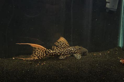 L273 Titanic Pleco Pseudacanthicus Sp Imperial Tropicals