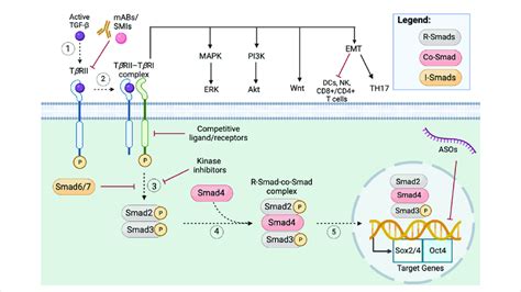 Tgf β Smad Signaling Pathway In Cscs 1 Upon The Active Tgf β Ligand Download Scientific