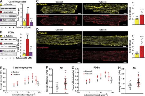 Hdac Inhibition Increases Tubulin Acetylation Independently Of