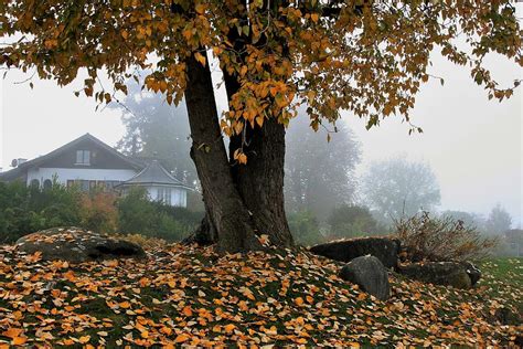 Hd Wallpaper Photo Of Brown Leafed Tree House Park View Autumn