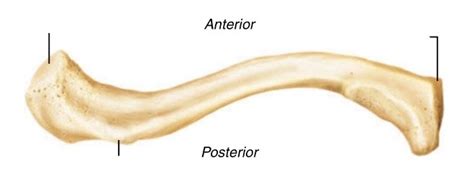 Clavicle Inferior View Diagram Quizlet