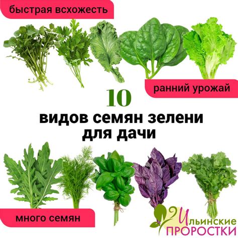 Базилик, Укроп Ильинские проростки зелень для дачи - купить по выгодным ...