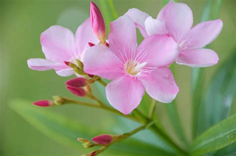 Oleander Flower