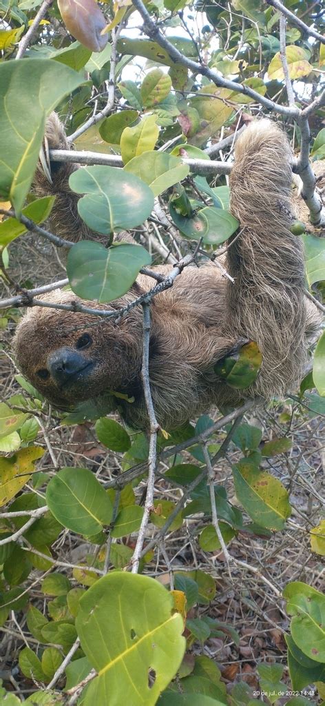 Maned Three Toed Sloth In July 2022 By Shirley Oliveira · Inaturalist