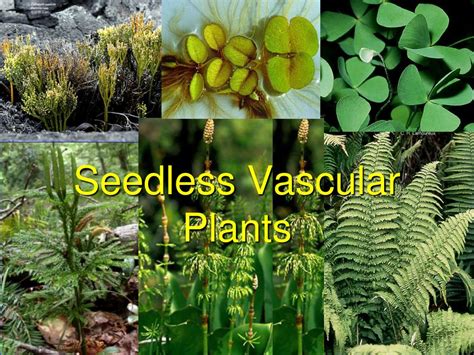 Vascular Seedless Plants Fern