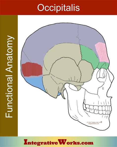 Occipitalis - Functional Anatomy - Integrative Works