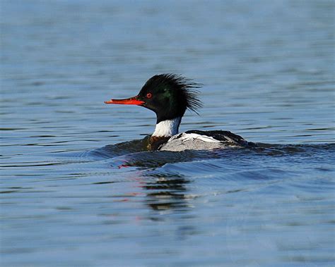 Red-breasted Merganser Species - Ramsey Russell's GetDucks.com