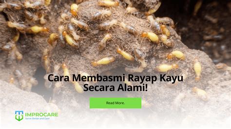 Cara Membasmi Rayap Kayu Secara Alami PT Mahaka Improcare Indonesia