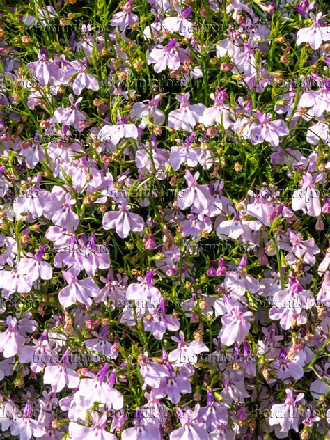 Bilder Lobelia Erinus Laguna Mounding Lavender Bilder Von Pflanzen