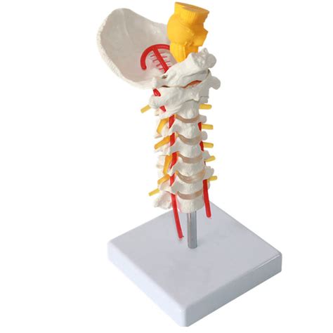 Buy WSXKA Human Cervical Spine Model Cervical Spine With Brain Stem