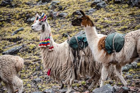 A Pack Of Llamas In The Andes Mountains Ausangate Cusco Peru Stock