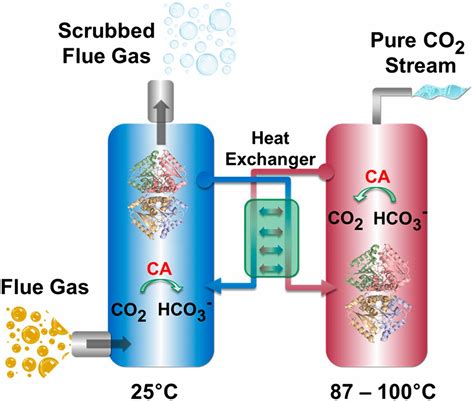 Directed Evolution Of An Ultrastable Carbonic Anhydrase For Highly