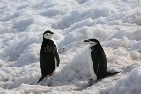 Chinstrap Penguins Resting On Iceberg, Antarctica Stock Photo - Image of frozen, polar: 13191224