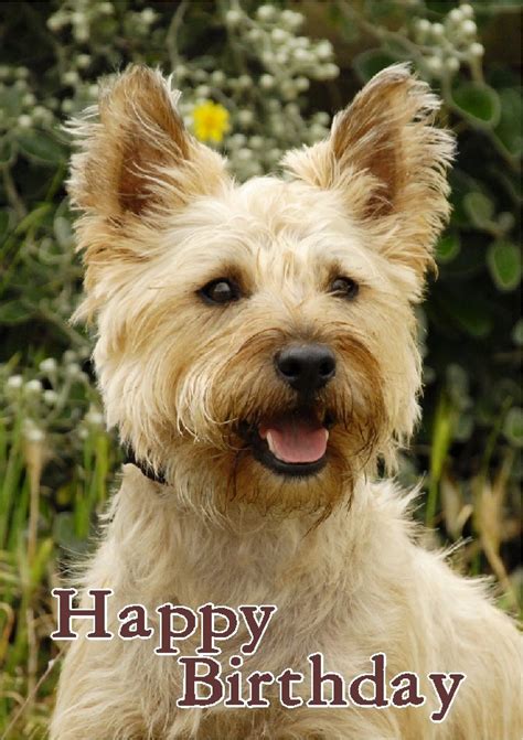 Cairn Terrier Dog Design A6 Textured Birthday Card Bdcairn 4 By