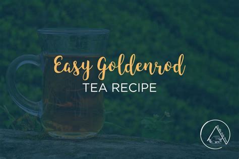 The Goldenrod Tea Recipe Benefits And How To Make Our Blue Ridge House